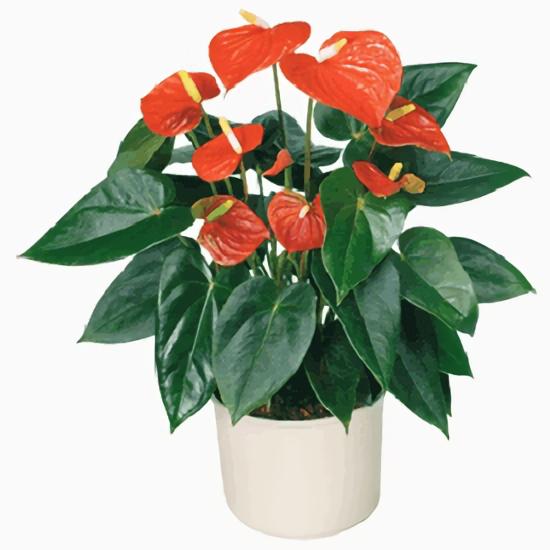 Plants Cairo Flowers Cairo Florist Premium Florist World